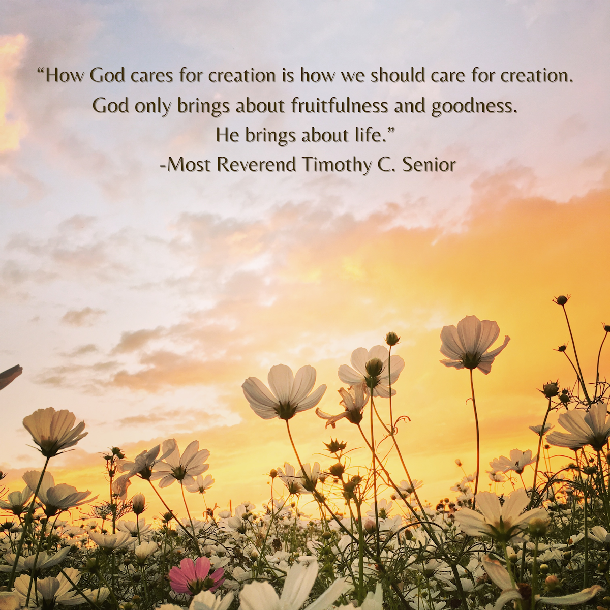 Care for Creation Ministry Care for Creation Ministry
